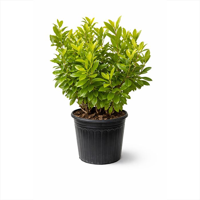 Florida Sunshine Anise