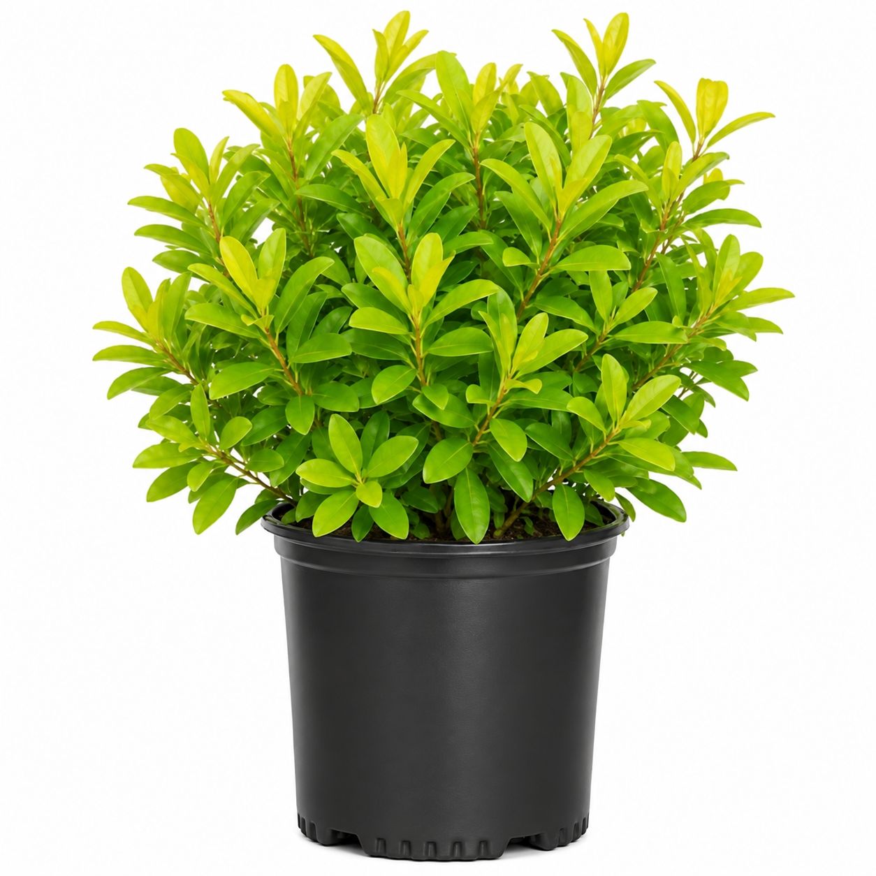 Yellow Anise Shrub