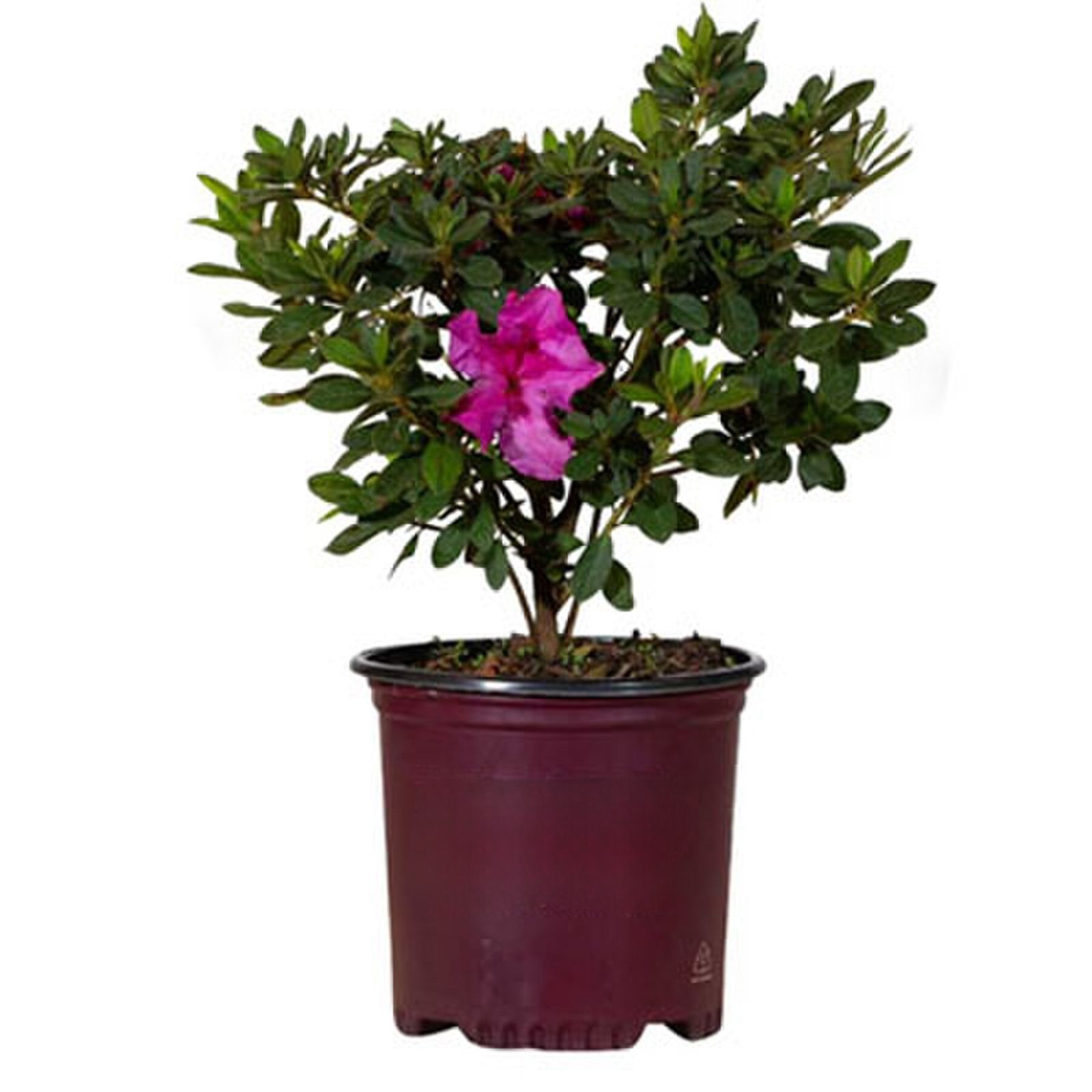 Azalea Rhondodendron Indica Formosa Lavender