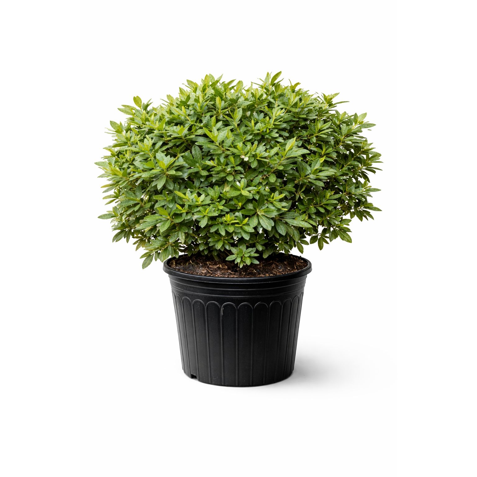 Mrs. G.G. Gerbing Azalea