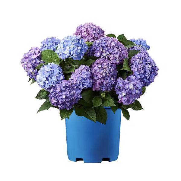 Nikko Blue Hydrangea