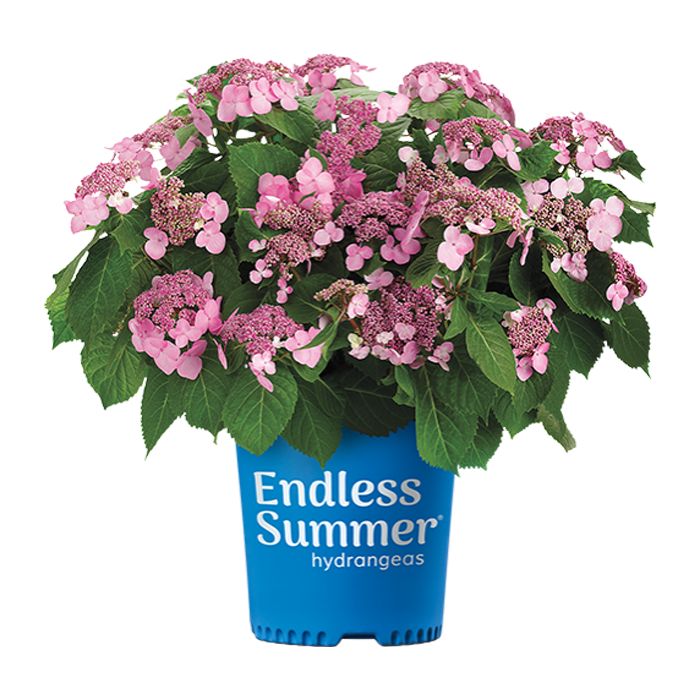 Endless Summer® Twist-n-Shout® Hydrangea