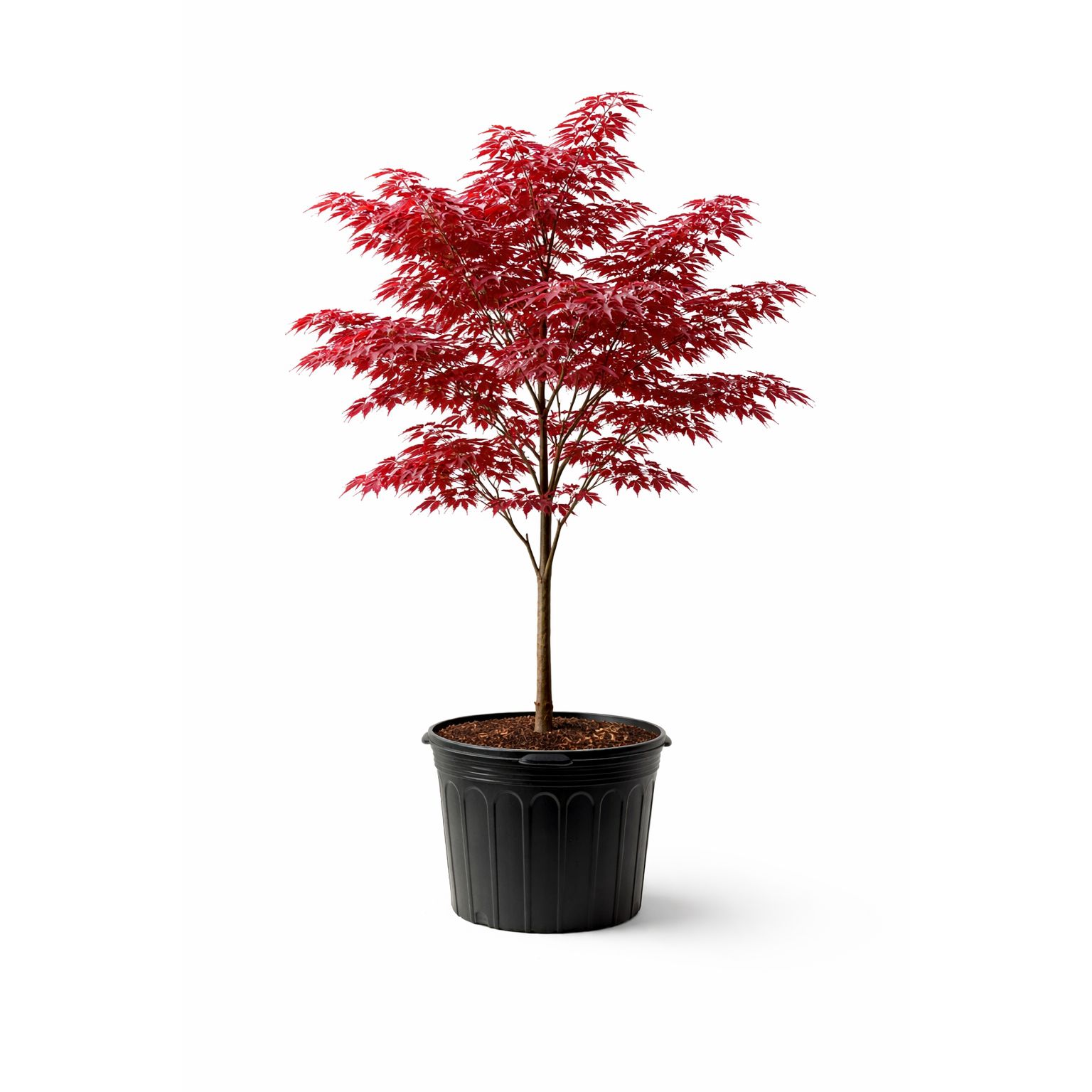 Bloodgood Japanese Maple